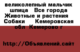 великолепный мальчик шпица - Все города Животные и растения » Собаки   . Кемеровская обл.,Кемерово г.